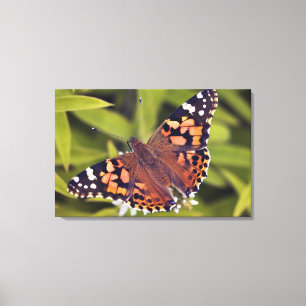 Vanessa cardui - Europa, Deutschland, Bayern, Leinwanddruck