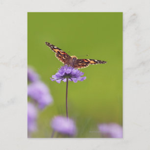 Vanessa cardui - Europa, Deutschland, Bayern, Postkarte