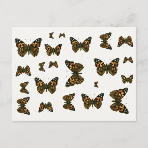 Vanessa cardui - The Painted Lady Butterfly Postkarte