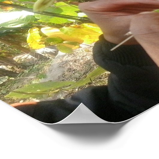 Vanilla Blume Bestäubung Poster (Ecke)