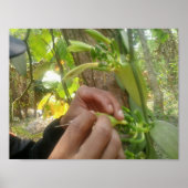 Vanilla Blume Bestäubung Poster (Vorne)