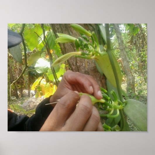 Vanilla Blume Bestäubung Poster (Vorne)