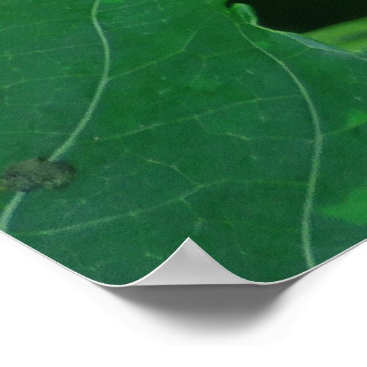 Vanilla Orchid Beans Poster (Ecke)