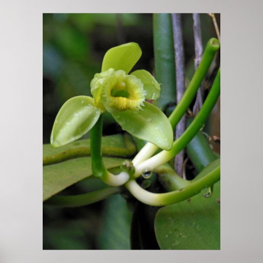 Vanilla Orchid Poster (Vorne)