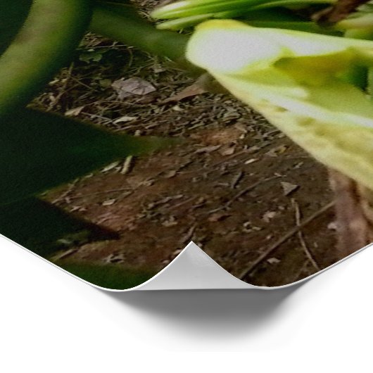 Vanilla Pflanze Poster (Ecke)