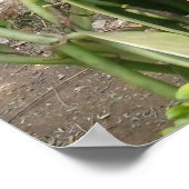 Vanilla Planifolia Orchid Poster (Ecke)