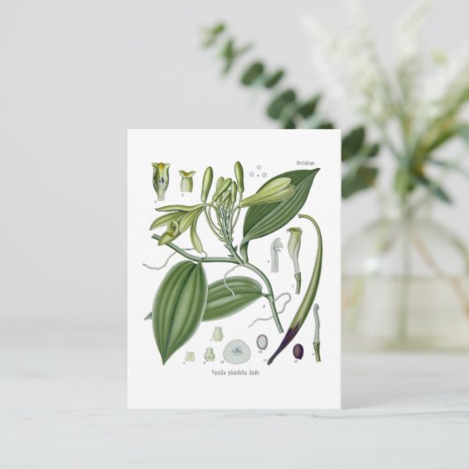 Vanilla planifolia postkarte (Stehend Vorderseite)