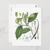Vanilla planifolia postkarte (Vorne/Hinten)