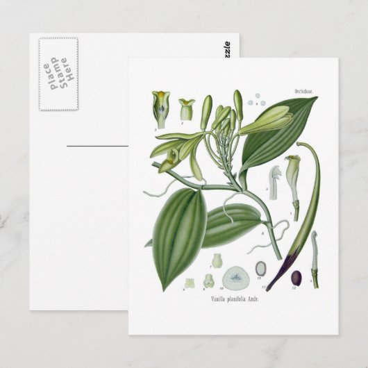 Vanilla planifolia postkarte (Vorne/Hinten)