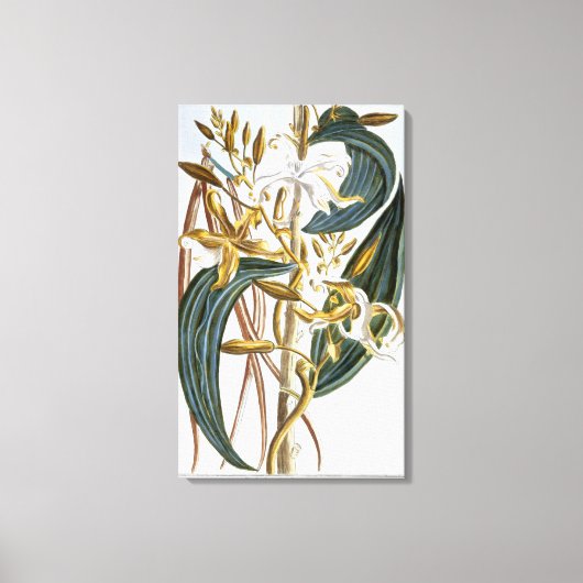 Vanilla Pods, Platte 65, aus "Collection Precieuse Leinwanddruck (Vorderseite)