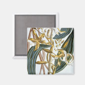 Vanilla Pods, Platte 65, aus "Collection Precieuse Magnet (Vorderseite/Rückseite)