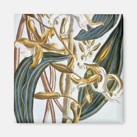 Vanilla Pods, Platte 65, aus "Collection Precieuse Magnet (Vorne)