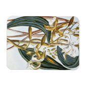 Vanilla Pods, Platte 65, aus "Collection Precieuse Magnet (Horizontal)
