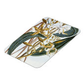 Vanilla Pods, Platte 65, aus "Collection Precieuse Magnet (Linke Seite)