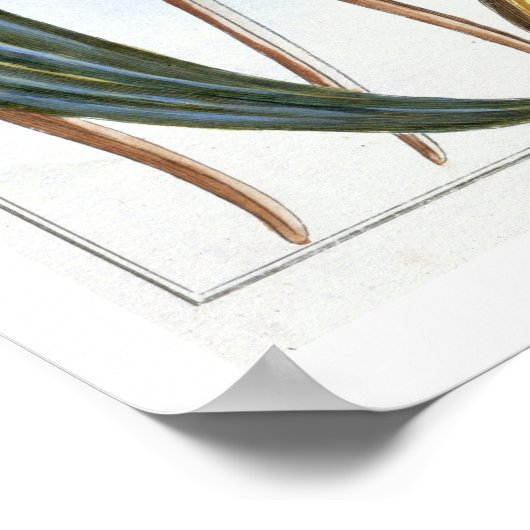 Vanilla Pods, Platte 65, aus "Collection Precieuse Poster (Ecke)