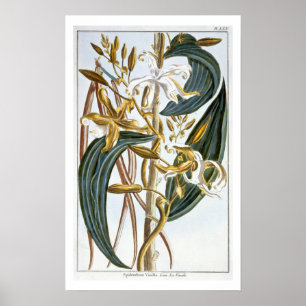 Vanilla Pods, Platte 65, aus "Collection Precieuse Poster