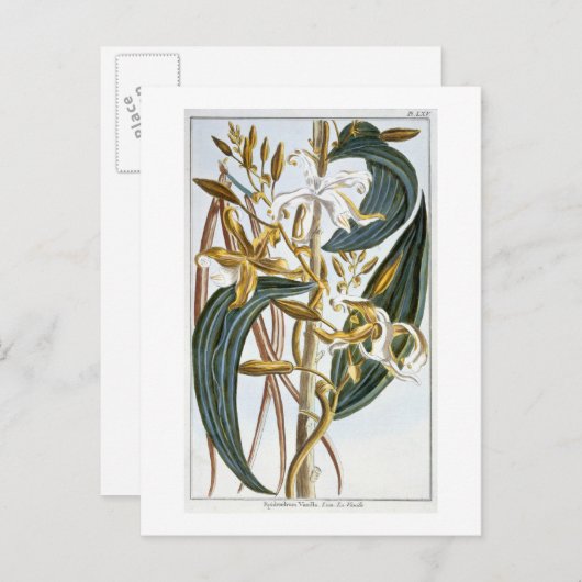 Vanilla Pods, Platte 65, aus "Collection Precieuse Postkarte (Vorne/Hinten)