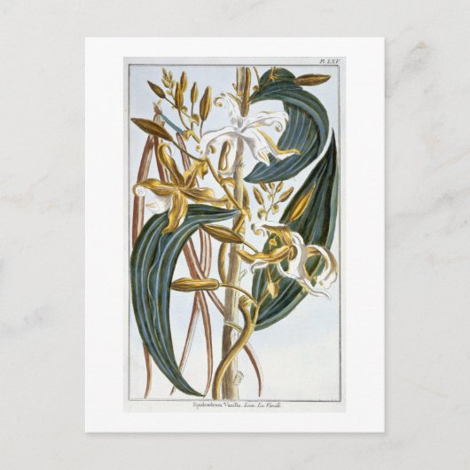 Vanilla Pods, Platte 65, aus "Collection Precieuse Postkarte (Vorderseite)