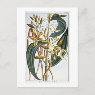 Vanilla Pods, Platte 65, aus "Collection Precieuse Postkarte