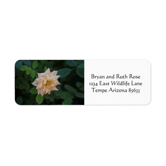 Vanilla-Rose (Vorne)