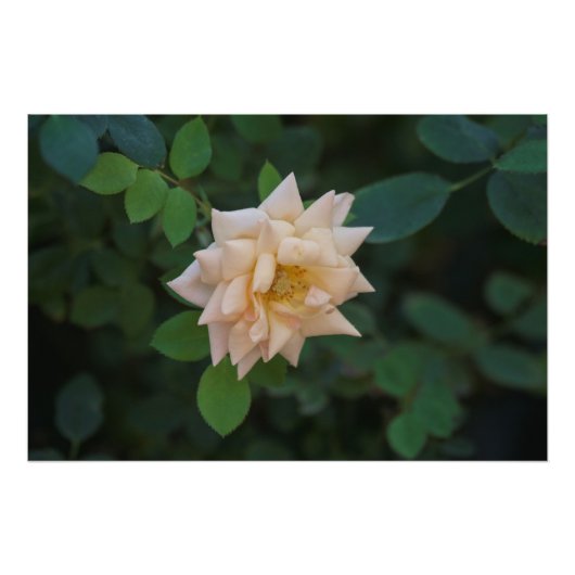 Vanilla-Rose Fotodruck (Vorne)