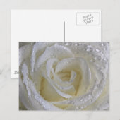 Vanilla-Rose Postkarte (Vorne/Hinten)