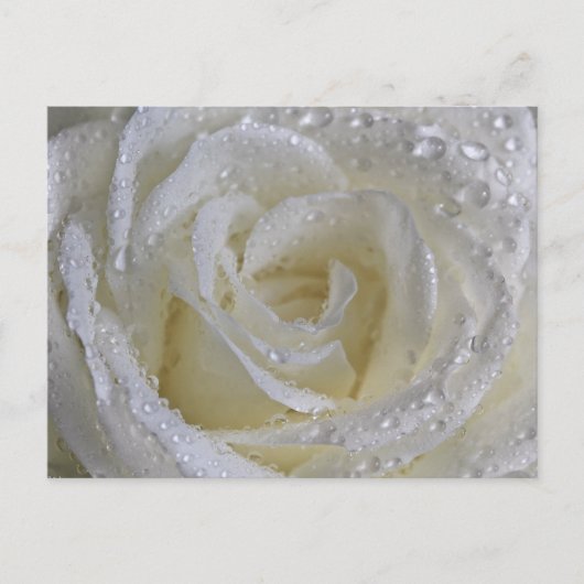 Vanilla-Rose Postkarte (Vorderseite)