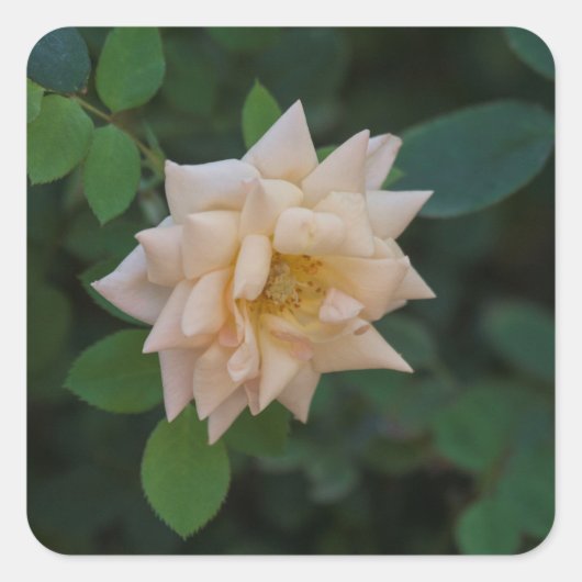 Vanilla-Rose Quadratischer Aufkleber (Vorderseite)