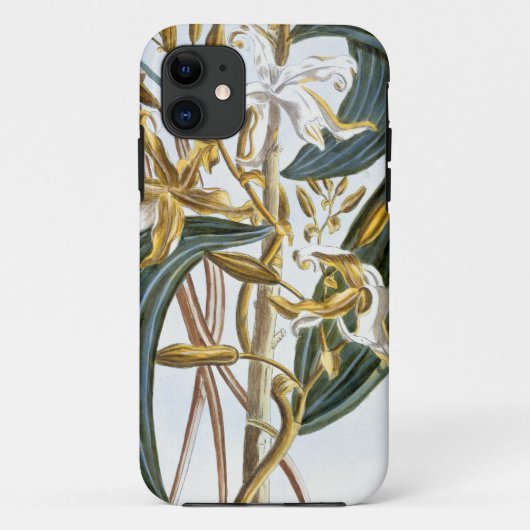 Vanillehülsen, Platte 65, 'von der Sammlung Case-Mate iPhone Hülle (Rückseite)
