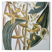 Vanillehülsen, Platte 65, 'von der Sammlung Fliese (Vorderseite)