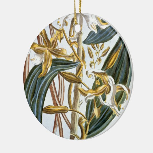 Vanillehülsen, Platte 65, 'von der Sammlung Keramikornament (Links)