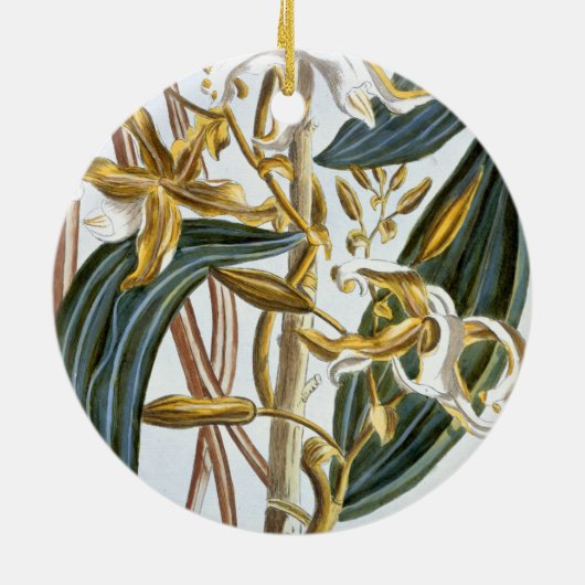 Vanillehülsen, Platte 65, 'von der Sammlung Keramikornament (Hinten)