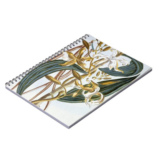 Vanillehülsen, Platte 65, 'von der Sammlung Notizblock (Linke Seite)