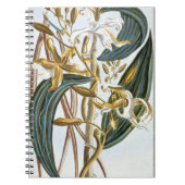 Vanillehülsen, Platte 65, 'von der Sammlung Notizblock (Vorderseite)