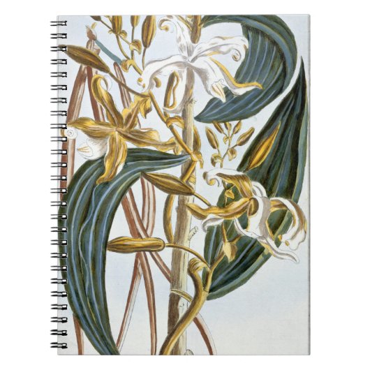 Vanillehülsen, Platte 65, 'von der Sammlung Notizblock (Vorderseite)