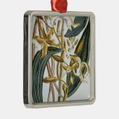 Vanillehülsen, Platte 65, 'von der Sammlung Silbernes Ornament (Rechts)