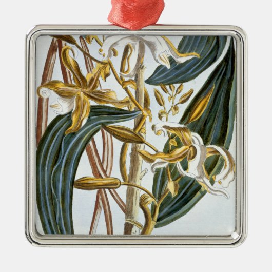 Vanillehülsen, Platte 65, 'von der Sammlung Silbernes Ornament (Vorne)