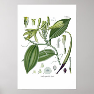 Vanilleorchidee Poster