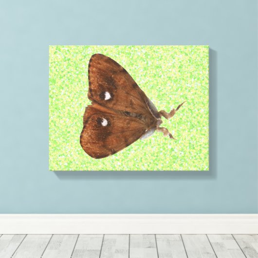 Vapourer Moth Canvas Print Leinwanddruck (Insitu (Holzboden))