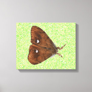Vapourer Moth Canvas Print Leinwanddruck