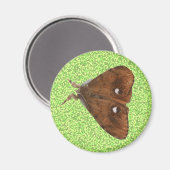 Vapourer Moth Magnet (Vorderseite/Rückseite)