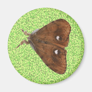 Vapourer Moth Magnet