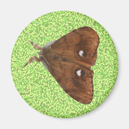 Vapourer Moth Magnet (Vorne)