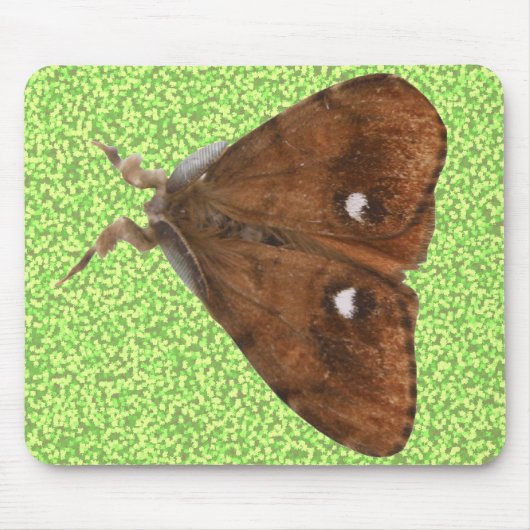 Vapourer Moth Mousepad (Vorne)
