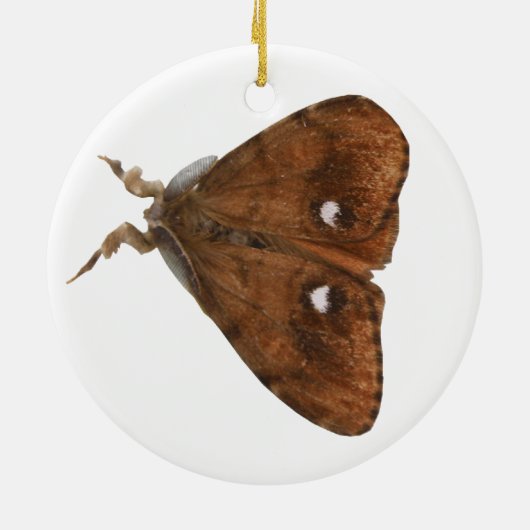 Vapourer Moth Ornament (Hinten)