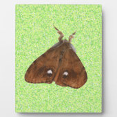 Vapourer Moth Plaque Fotoplatte (Vorderseite)