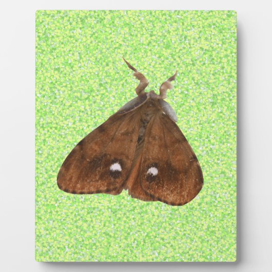 Vapourer Moth Plaque Fotoplatte (Vorderseite)