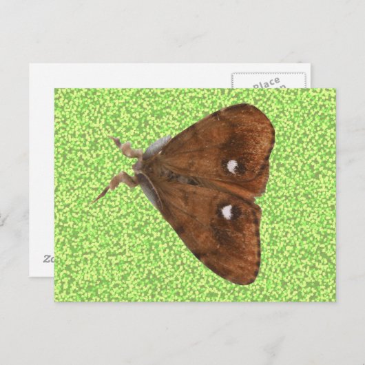 Vapourer Moth Postcard Postkarte (Vorne/Hinten)