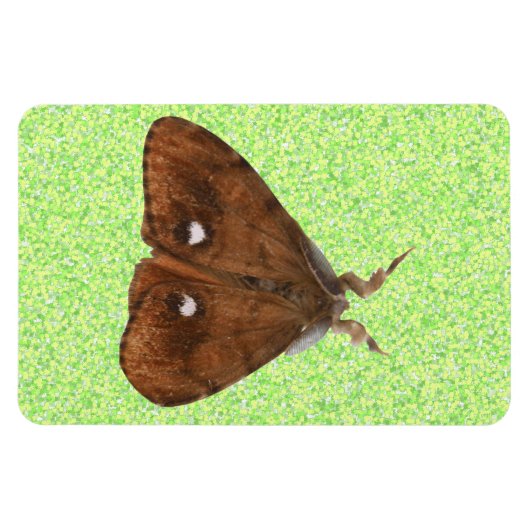 Vapourer Moth Premium Magnet (Horizontal)
