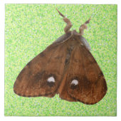 Vapourer Moth Tile Fliese (Vorderseite)